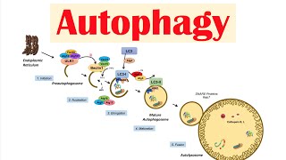 Autophagy  Macroautophagy amp Importance in Health [upl. by Vanden936]