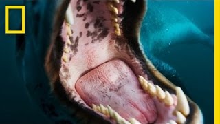 FacetoFace with a Leopard Seal  Nat Geo Live [upl. by Eibbed468]