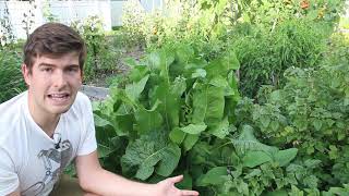 Intercropping Ideas For Success in The Garden [upl. by Aneehs]