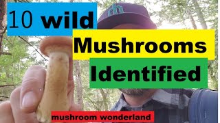 10 Wild Mushrooms in the PNW Identified [upl. by Assyla925]