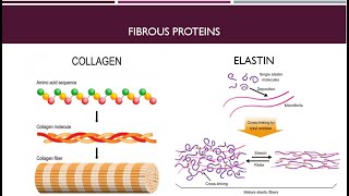 Globular Proteins and Fibrous Proteins Part 2 [upl. by Niltiac]