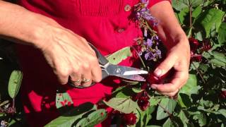 How to harvest rosellas [upl. by Eniala]