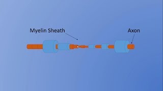 Understanding the Single Fiber EMG needle [upl. by Gregorio]