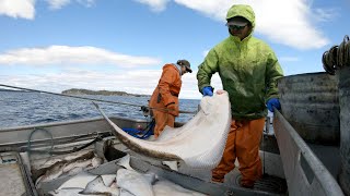 Setting and Hauling Halibut Longline  Alaska Commercial Fishing [upl. by Attenat534]