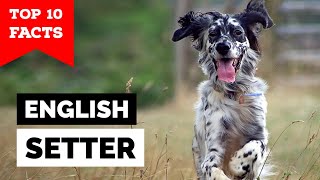 English Setter  Top 10 Facts [upl. by Andrea]