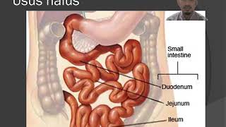 Anatomi Fisiologi Sistem Pencernaan Bagian 2 Usus Halus Usus Besar Rektum danAnus [upl. by Acinhoj]