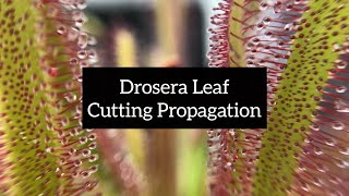 Drosera Leaf Cutting Propagation  Quick and Easy Ways to Propagate Your Sundews [upl. by Ahsekel187]