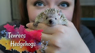 Tenrecs vs Hedgehogs  How Different Are They Really [upl. by Sunday]