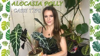 Alocasia Polly Care Tips [upl. by Pippo]