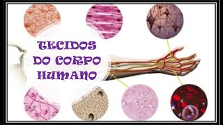 Tecidos do Corpo humano [upl. by Barry339]