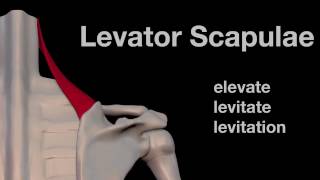 Arm Muscles 09 Levator Scapulae [upl. by Minta]