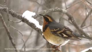 Varied Thrush [upl. by Inaflahk567]