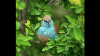 Blue waxbill call [upl. by Kristy]