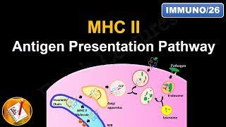 Antigen Processing and Presentation PART II MHC II Antigen Presentation Pathway FLImmuno26 [upl. by Nirda986]