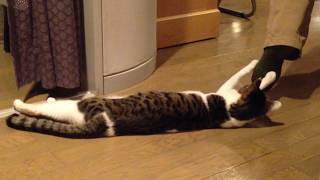 Funniest Cat Video Compilation 2024 [upl. by Eniamaj]