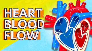 How Blood Flows Through the Heart [upl. by Hotze526]