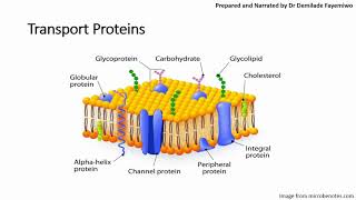 Chapter 41 Cell Membranes and Transport Phospholipids and Cell Signaling [upl. by Noseaj]