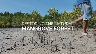 Restoring The Natural Mangrove Forest [upl. by Tyrrell]