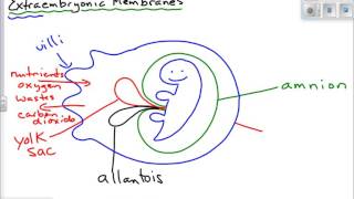 Extraembryonic Membranes [upl. by Maurice]