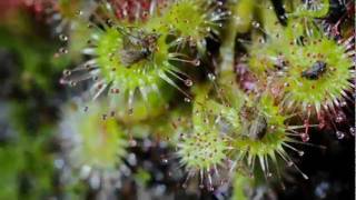 Time Lapse Sundew Rotundifolia [upl. by Abbotson]