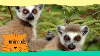 Be The Creature  Expedition Lemurs Full Episode [upl. by Elehcin]