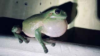 Australian Green Tree Frog Call Wild Very Loud Croaking Sound [upl. by Huoh]