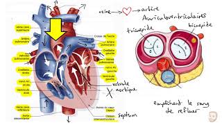 Le système cardiovasculaire [upl. by Innep704]