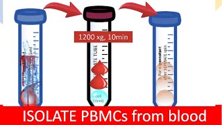 🩸 ISOLATING PBMC  Peripheral Blood Mononuclear Cells [upl. by Ahsiled]