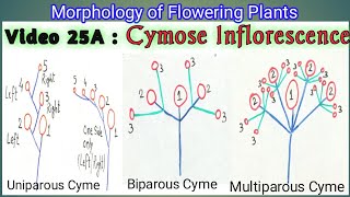 CYMOSE INFLORESCENCE amp ITS TYPES  Definite Inflorescence types  Types of Cymose Inflorescence [upl. by Novihc298]