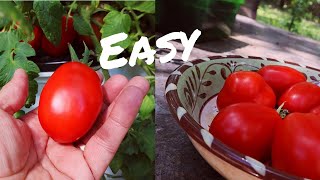 Easy Hydroponic Tomatoes [upl. by Arlon464]