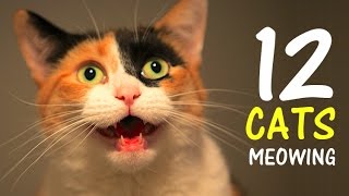 12 CATS MEOWING LOUDLY  Make your Cat Go Crazy 20 HD [upl. by Adnoraj]