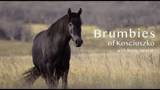 Brumbies of Kosciuszko [upl. by Derfliw]