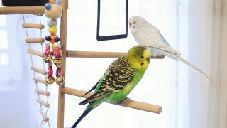 3 Hour Budgie Sounds for Lonely Budgies [upl. by Ytsur]