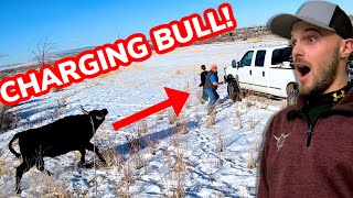 Roping CRAZY Bulls That Escaped Vlog 19 [upl. by Armando]