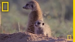 Meerkat Mischief  National Geographic [upl. by Bratton348]