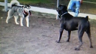 Cane Corso Enters Dog Park Ready To Fight [upl. by Ashford]