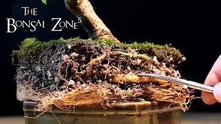 Bougainvillea Bonsai Part 1 The Bonsai Zone Jan 2018 [upl. by Erodoeht]