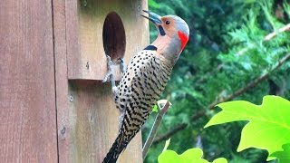 Northern Flicker Woodpecker Calling and Drumming [upl. by Gnof185]