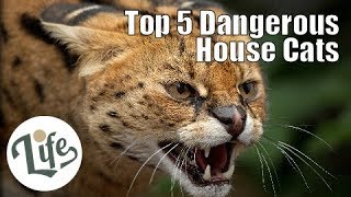 Top 5 Dangerous House Cats with Wild Heritages [upl. by Yssej]