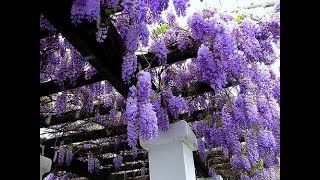 Planting Wisteria how to grow [upl. by Asyen742]