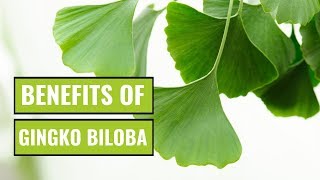 5 Possible Benefits of Ginkgo Biloba [upl. by Demahum680]