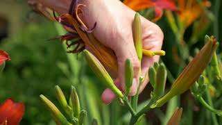 Deadheading Daylilies  Hemerocallis [upl. by Eiramyllek]