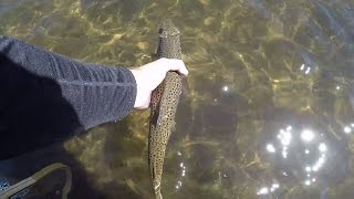 Trout Fishing Tasmania [upl. by Bosch389]