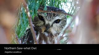 Northern Sawwhet Owl [upl. by Enimassej721]