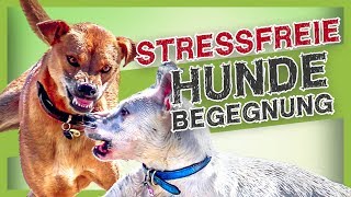 Stressvermeidung bei Hundebegegnungen – Mit diesen einfachen Tipps klappt es [upl. by Sonya]