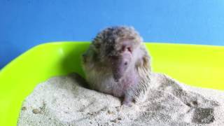 Tenrec sandbathing [upl. by Congdon]