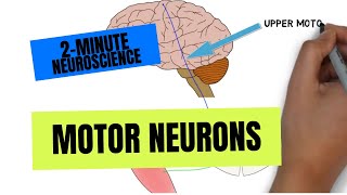 2Minute Neuroscience Motor Neurons [upl. by Parrisch]