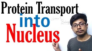 Protein transport into nucleus [upl. by Ahsaenat704]