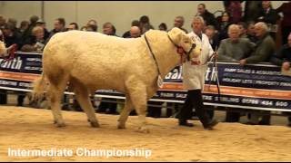 Charolais Bulls championships judging at Stirling Agricultural Centre 231012 [upl. by Gunnar255]