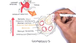 Nephrotic Syndrome  Types and pathology histology [upl. by Llerej]